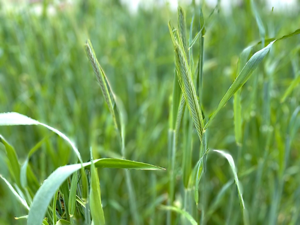 Magic Beans | Why are cover crops important to&nbsp;you?